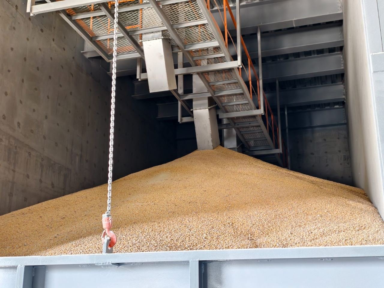 Maize in a concrete flat storage bay, the pile spread across the bay floor after loading through a single hopper