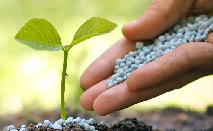 Granular fertiliser held in a hand beside a seedling
