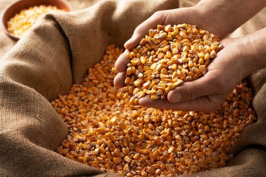 Maize grain held in cupped hands over a jute sack