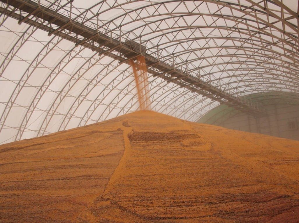 Grain falling from an overhead conveyor onto a pile inside a storage shed